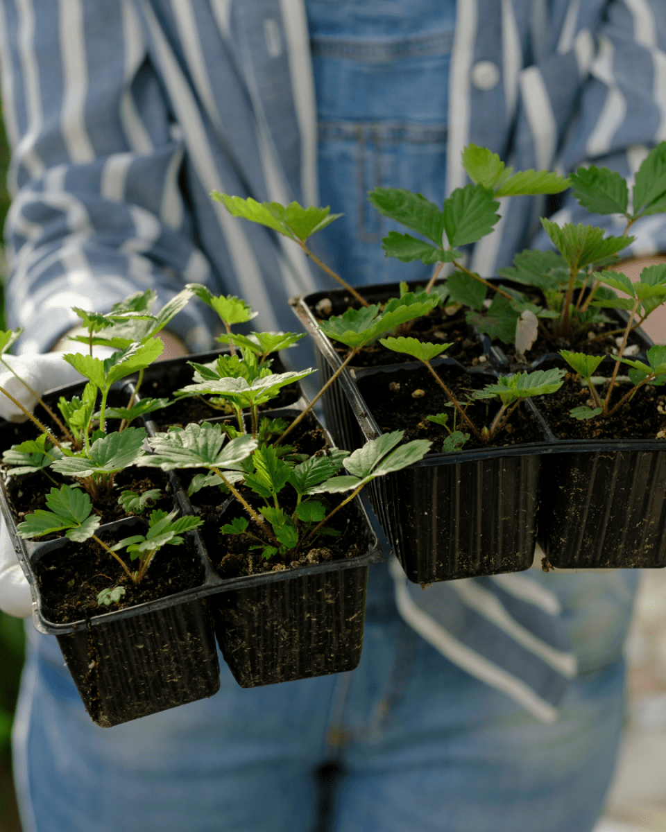 Monthly Healing Herb Plug Plants | Build Your Healing Herb Garden - The Healing Herb Garden