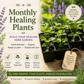 Monthly Herb Plug Plants | Build Your Healing Herb Garden - The Healing Herb Garden