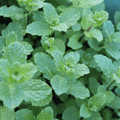 Moroccan Mint – Fragrant Hardy Herb for Fresh Mint Tea - The Healing Herb Garden