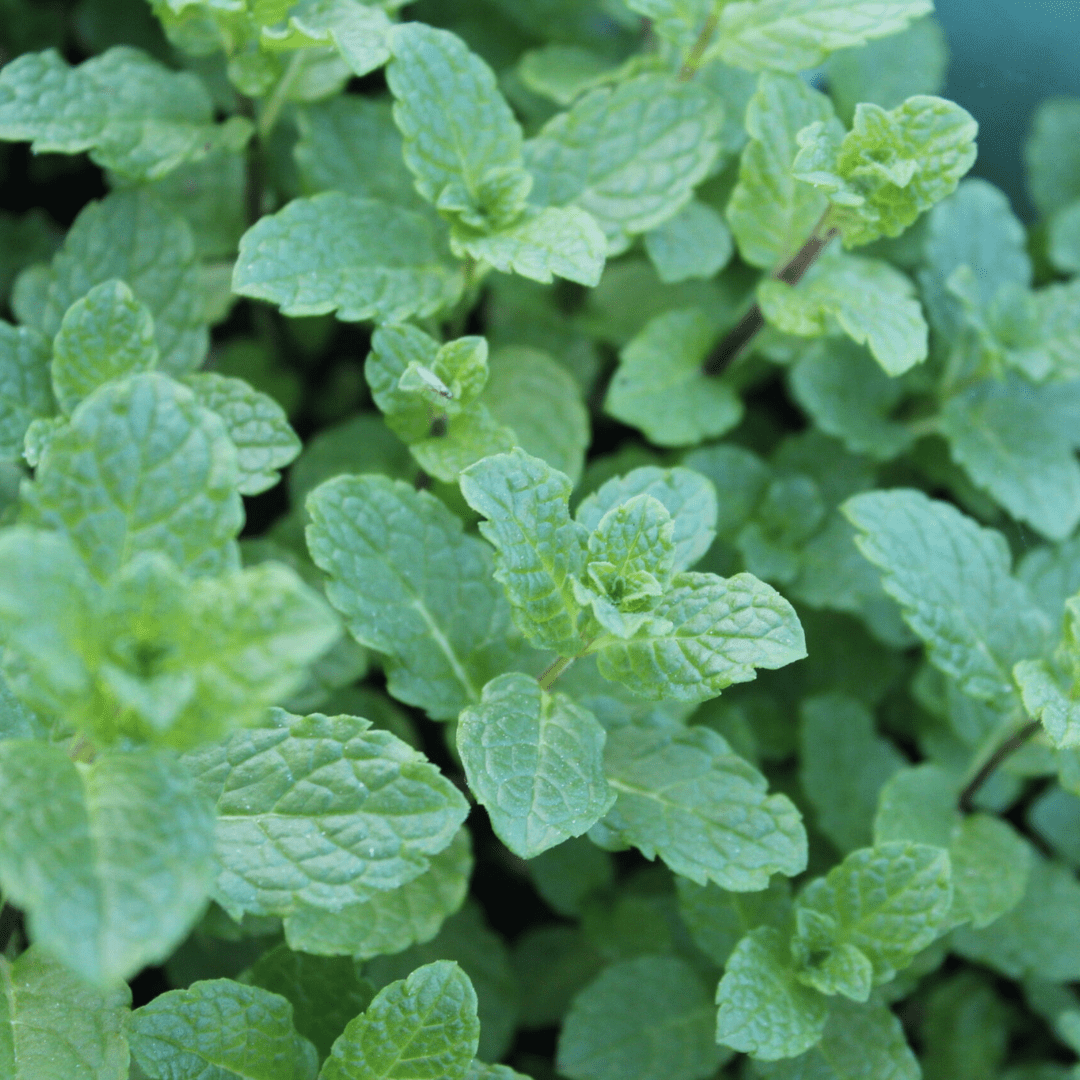 Moroccan Mint – Fragrant Hardy Herb for Fresh Mint Tea - The Healing Herb Garden