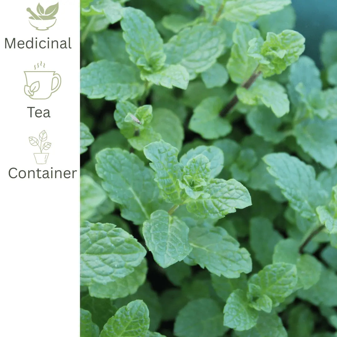 Moroccan Mint Plant UK | Mentha spicata 'Moroccan' – The Healing