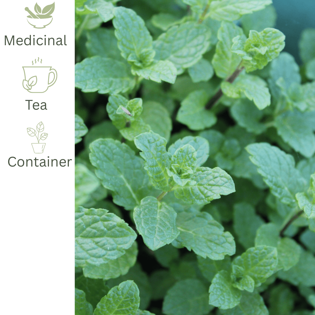 Moroccan Mint – Fragrant Hardy Herb for Fresh Mint Tea - The Healing Herb Garden
