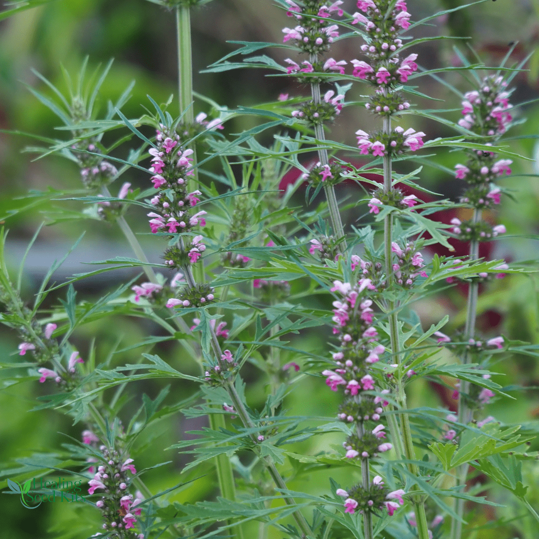 Motherwort Plug Plant - For Women’s Wellness & Cardio Health - The Healing Herb Garden