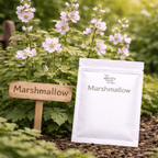 Motherwort Seeds – Traditional Medicinal Herb Seeds - The Healing Herb Garden