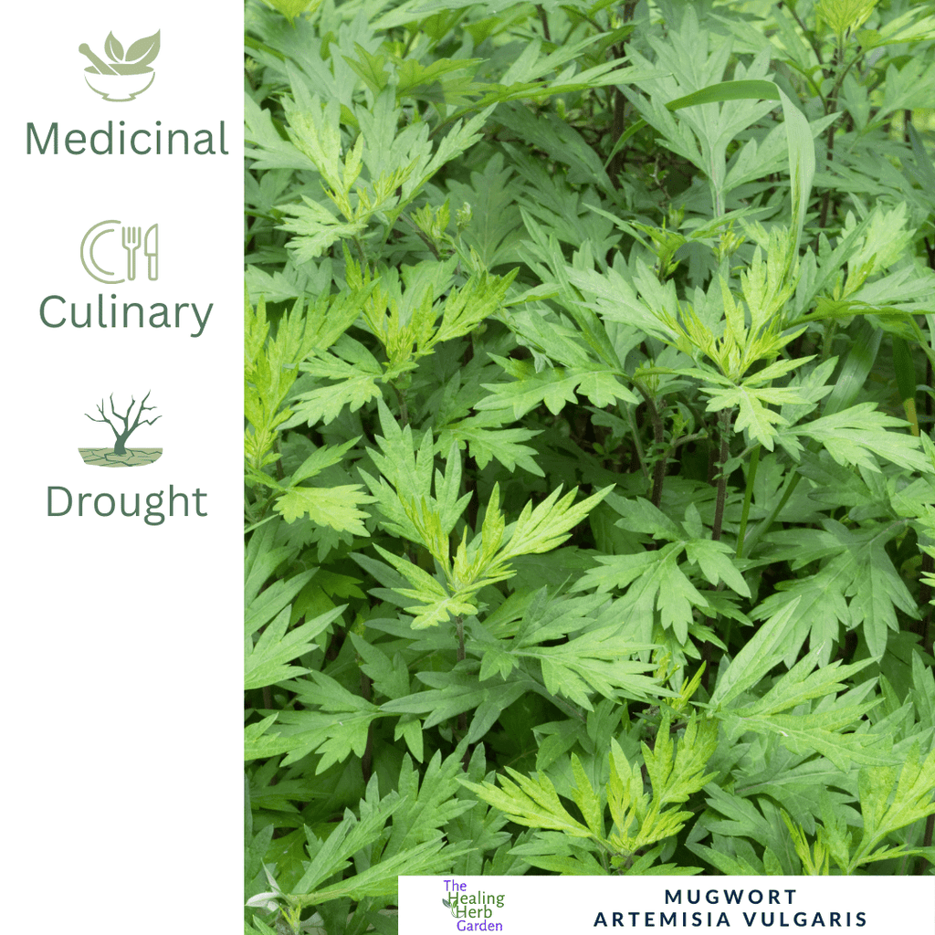 Mugwort - For Digestive Support & Dreamtime Herbal Traditions - The Healing Herb Garden