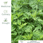 Mugwort - For Digestive Support & Dreamtime Herbal Traditions - The Healing Herb Garden
