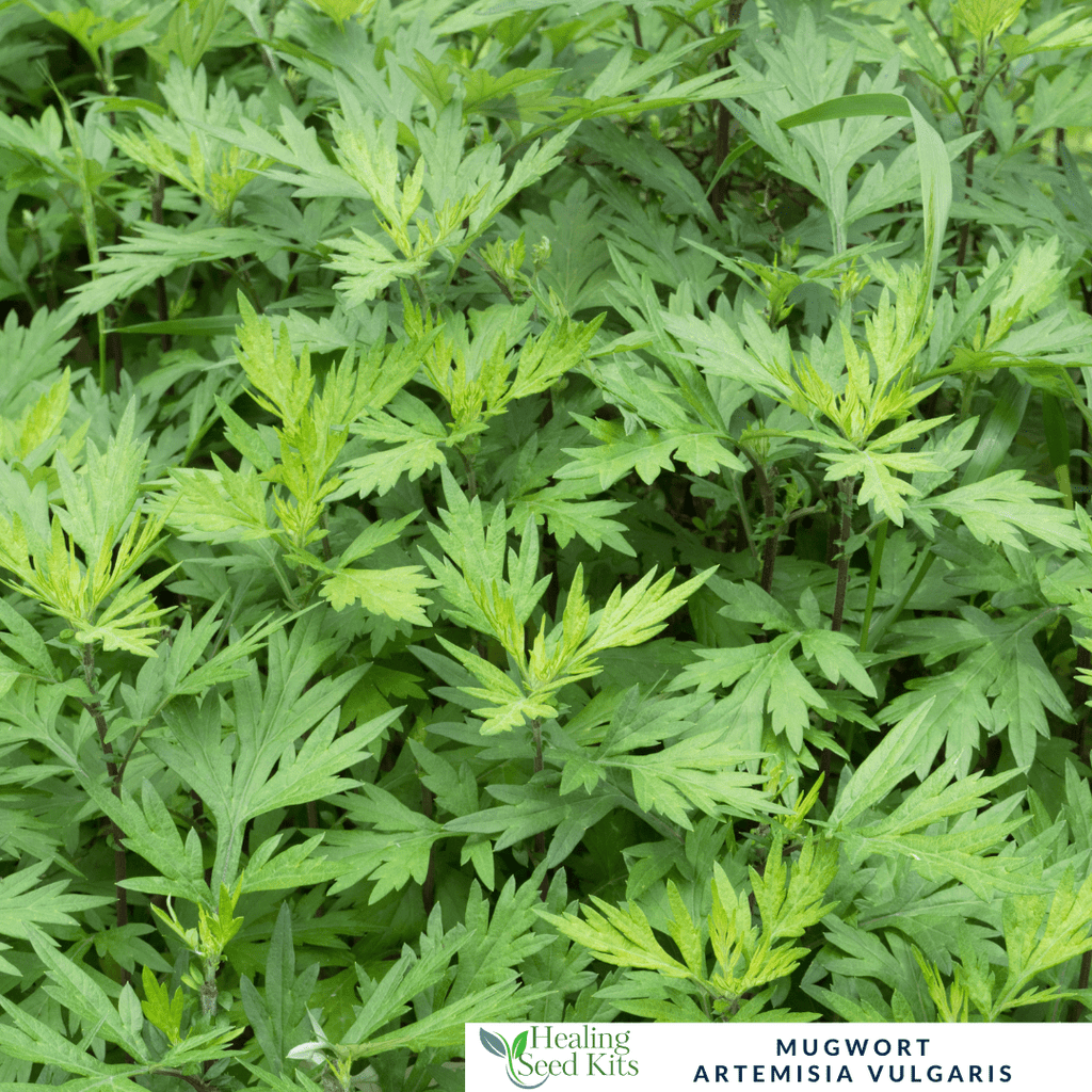 Mugwort - For Digestive Support & Dreamtime Herbal Traditions - The Healing Herb Garden