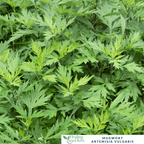 Mugwort - For Digestive Support & Dreamtime Herbal Traditions - The Healing Herb Garden