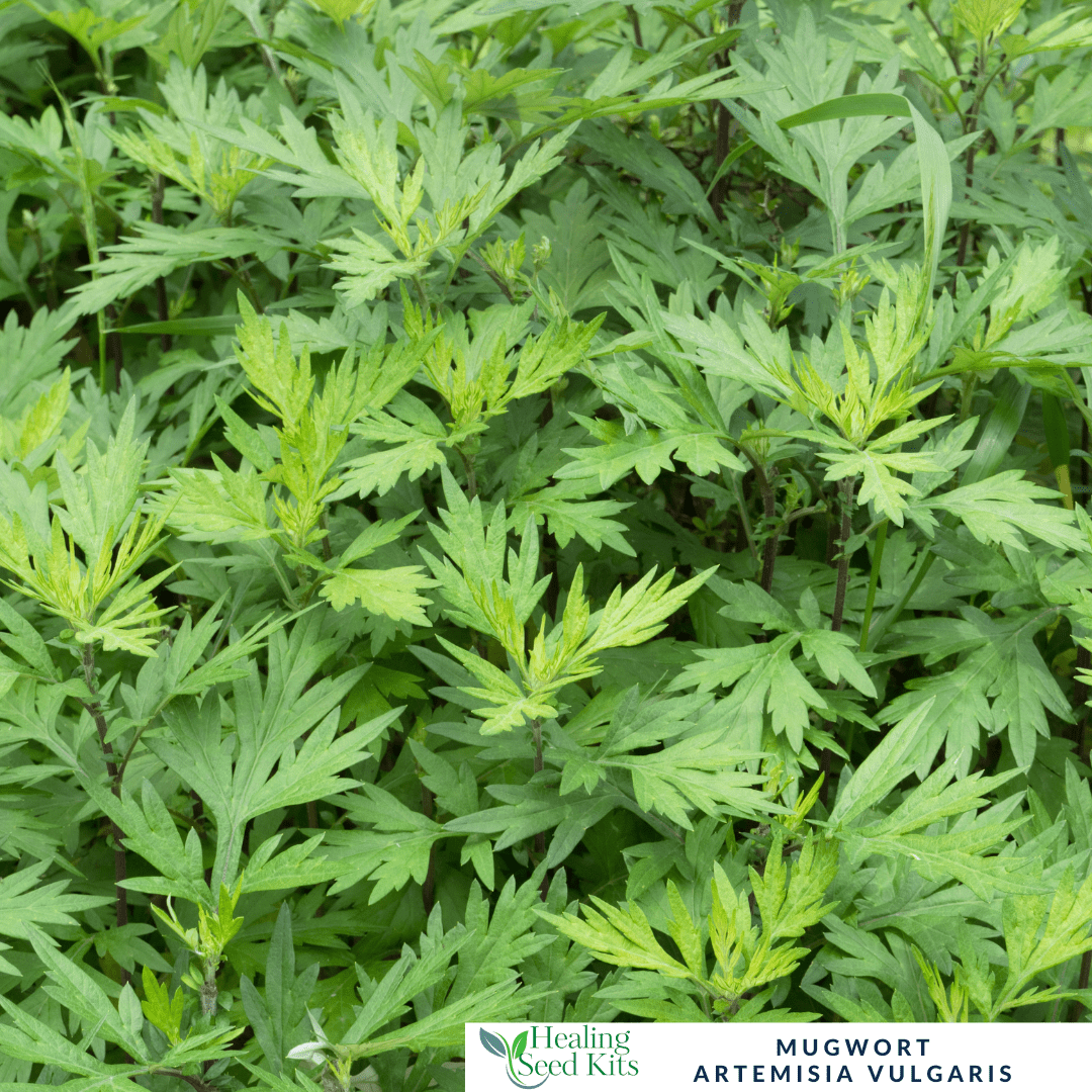 Mugwort - For Digestive Support & Dreamtime Herbal Traditions - The Healing Herb Garden