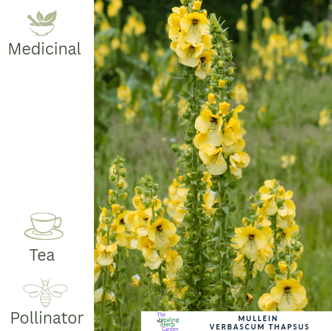 Mullein – For Respiratory Wellness & Striking Summer Spires - The Healing Herb Garden