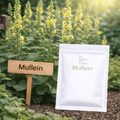 Mullein Seeds - ATraditional Lung Support Herb - The Healing Herb Garden