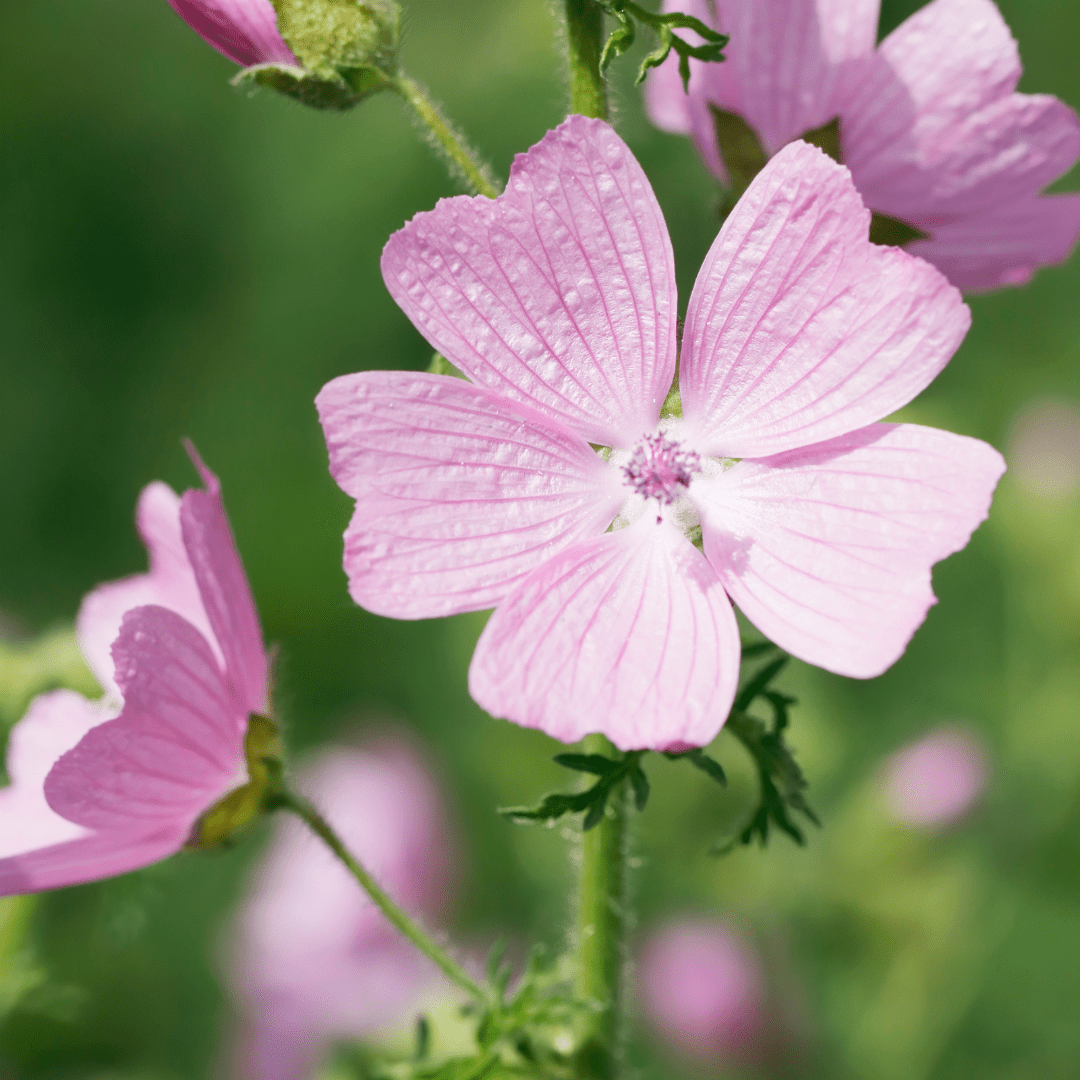 Musk Mallow – Graceful plant with pink flowers - The Healing Herb Garden