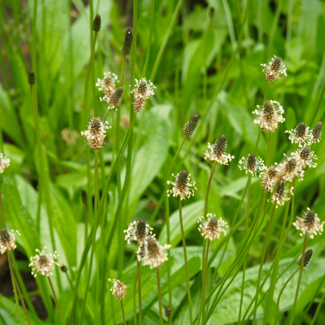 Narrow Leaf Plantain - Native Wild Herb - The Healing Herb Garden