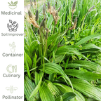Narrow Leaf Plantain - Native Wild Herb - The Healing Herb Garden