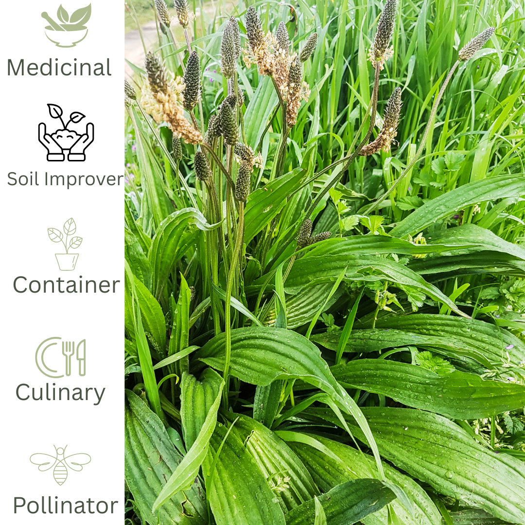 Narrow Leaf Plantain - Native Wild Herb - The Healing Herb Garden