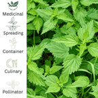 Nettle - Nutrient - Rich Perennial - The Healing Herb Garden