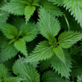 Nettle - Nutrient - Rich Perennial - The Healing Herb Garden