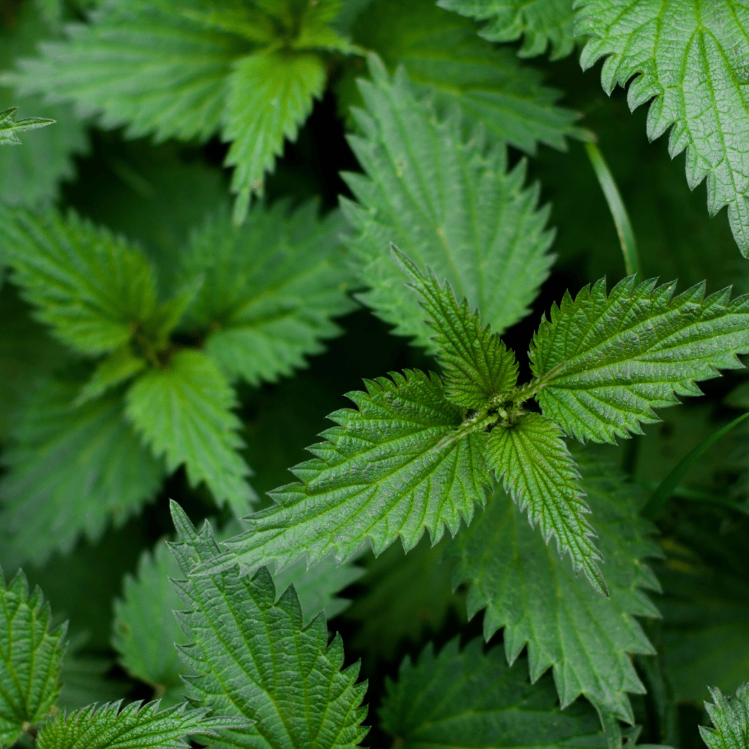 Nettle - Nutrient - Rich Perennial - The Healing Herb Garden