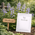 Organic Skullcap Seeds – Grow Your Own Calming Herb - The Healing Herb Garden