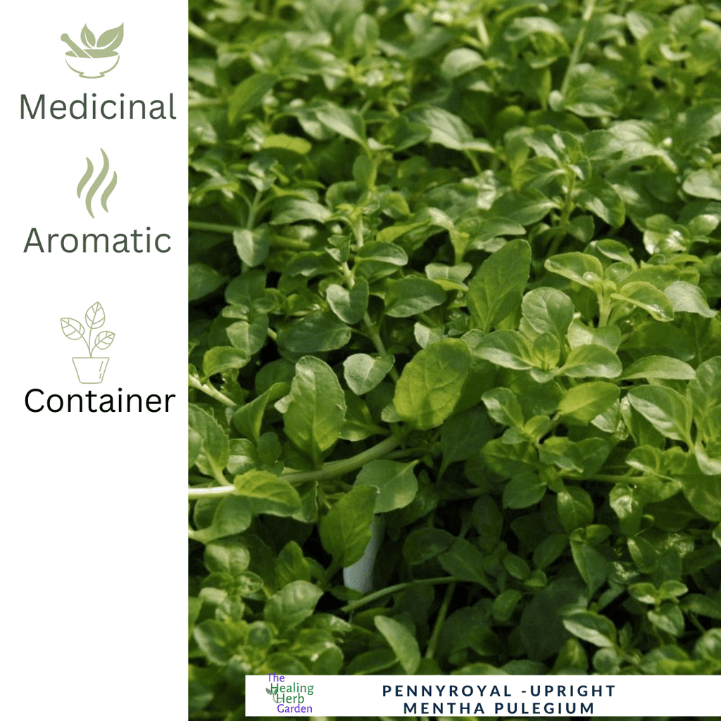 Pennyroyal–Upright - For Traditional Herbal Use & Pollinator Gardens - The Healing Herb Garden