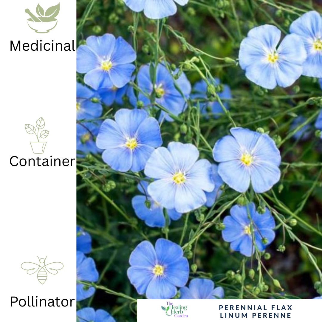 Perennial Flax – Hardy Blue Flower Perennial Plant UK - The Healing Herb Garden
