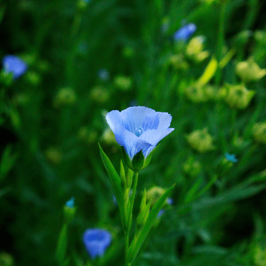 Perennial Flax – Hardy Blue Flower Perennial Plant UK - The Healing Herb Garden