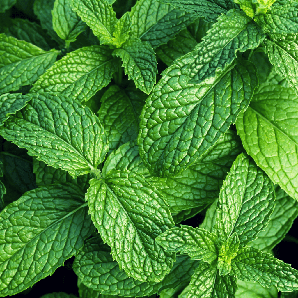 Pineapple Mint Plant - Mint for Tea & Drinks - The Healing Herb Garden