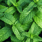 Pineapple Mint Plant - Mint for Tea & Drinks - The Healing Herb Garden