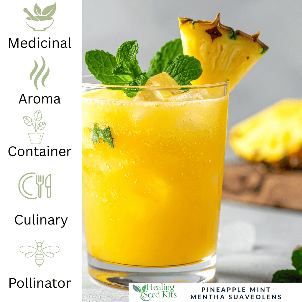 Pineapple Mint Plant - Mint for Tea & Drinks - The Healing Herb Garden