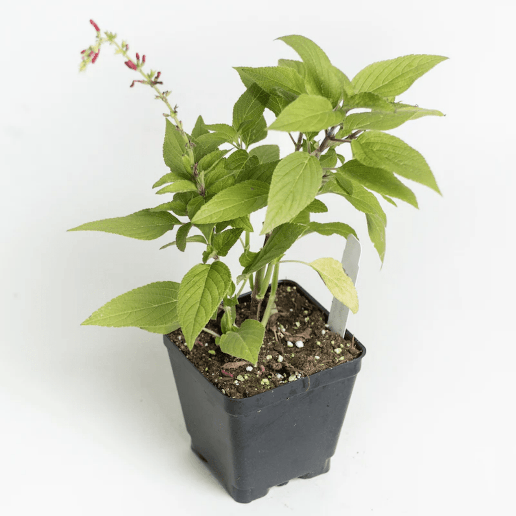 Pineapple Sage – For Fruity Teas & Hummingbird - Friendly Gardens - The Healing Herb Garden