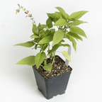 Pineapple Sage – For Fruity Teas & Hummingbird - Friendly Gardens - The Healing Herb Garden