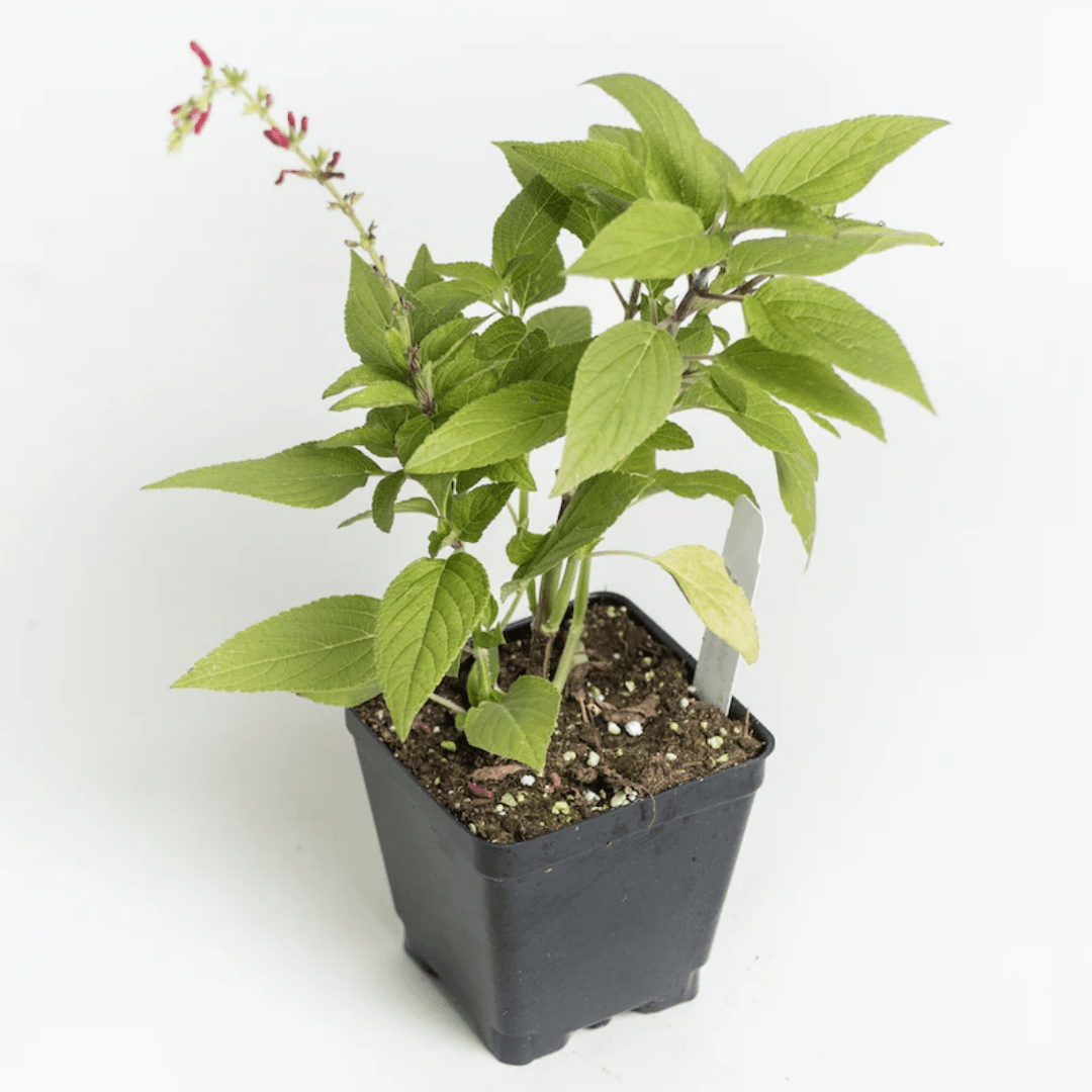 Pineapple Sage – For Fruity Teas & Hummingbird - Friendly Gardens - The Healing Herb Garden