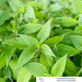 Pineapple Sage – For Fruity Teas & Hummingbird - Friendly Gardens - The Healing Herb Garden