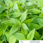 Pineapple Sage – For Fruity Teas & Hummingbird - Friendly Gardens - The Healing Herb Garden