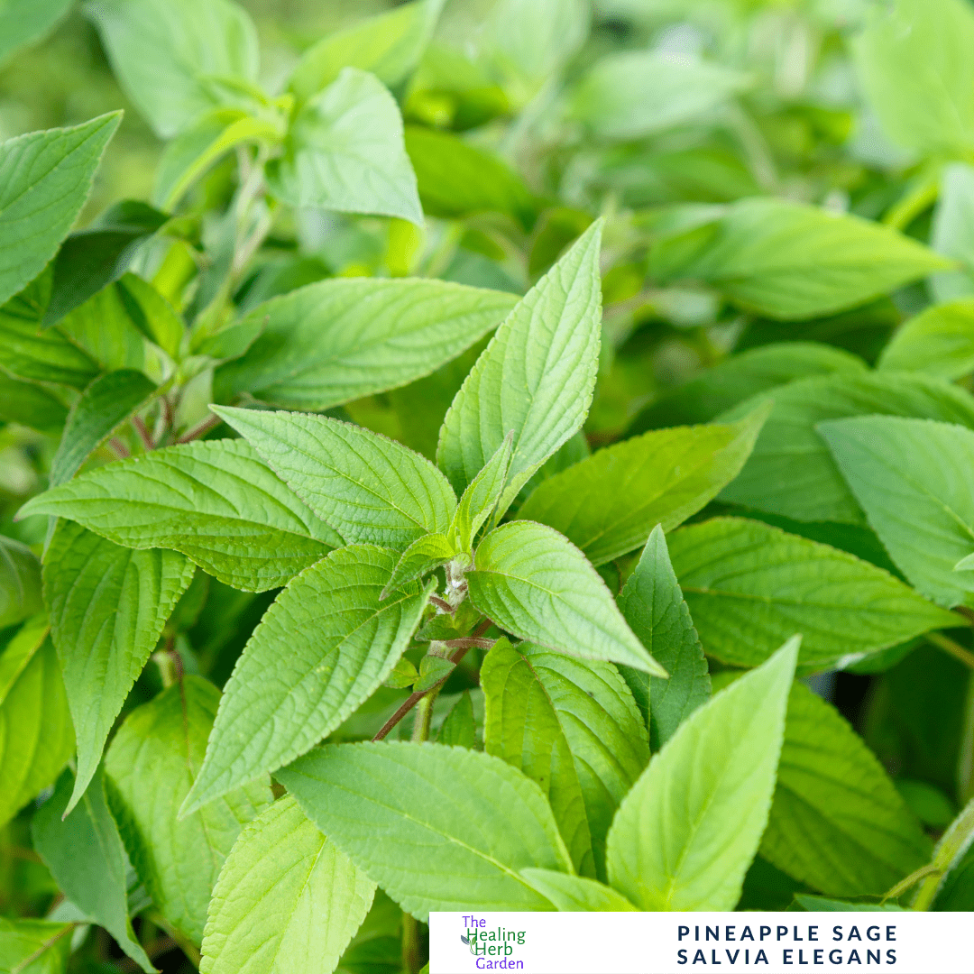 Pineapple Sage – For Fruity Teas & Hummingbird - Friendly Gardens - The Healing Herb Garden