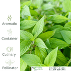 Pineapple Sage – For Fruity Teas & Hummingbird - Friendly Gardens - The Healing Herb Garden