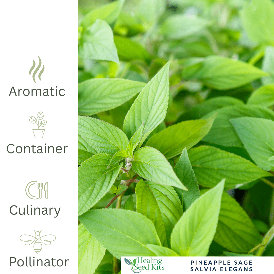 Pineapple Sage – For Fruity Teas & Hummingbird - Friendly Gardens - The Healing Herb Garden