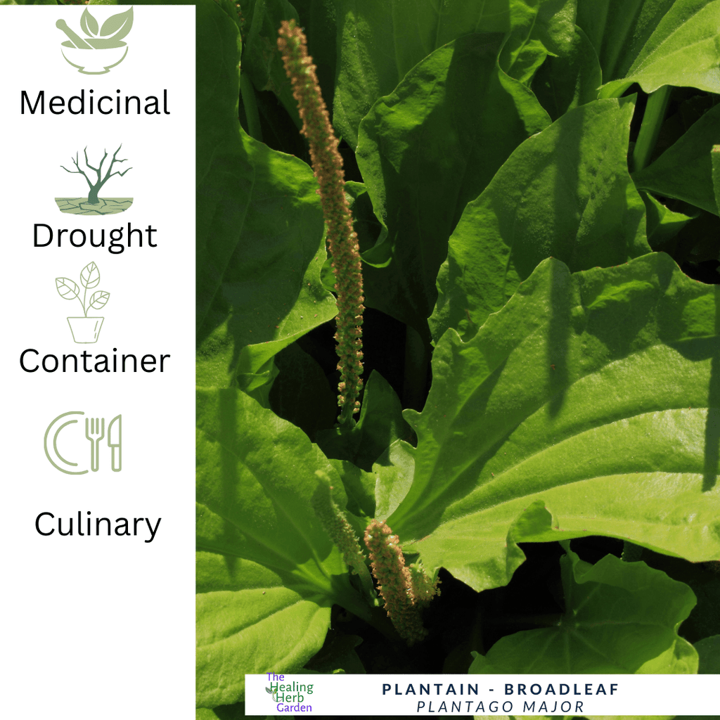 Plantain Major – For Skin Relief & Pollinator - Friendly Groundcover - The Healing Herb Garden