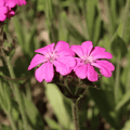 Red Campion plant – Native Woodland Wildflower - The Healing Herb Garden