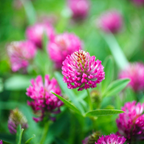 Red Clover Herb Plant – Traditional Wildflower Herb - The Healing Herb Garden