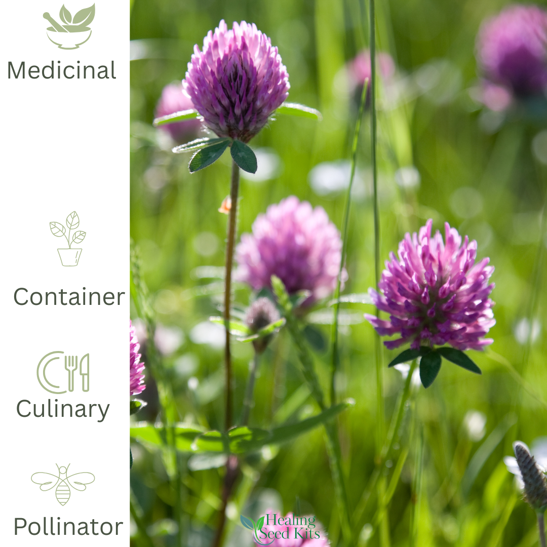 Red Clover Herb Plant – Traditional Wildflower Herb - The Healing Herb Garden