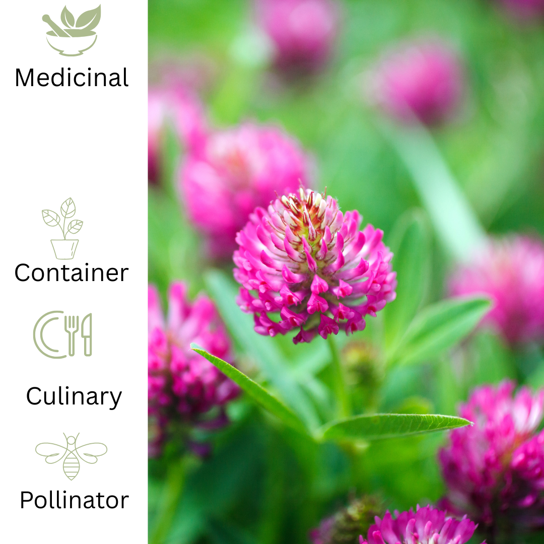 Red Clover - The dietary supplement in your garden - The Healing Herb Garden