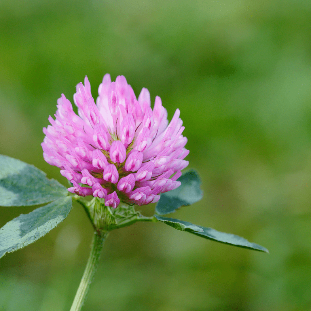 Red Clover - The dietary supplement in your garden - The Healing Herb Garden