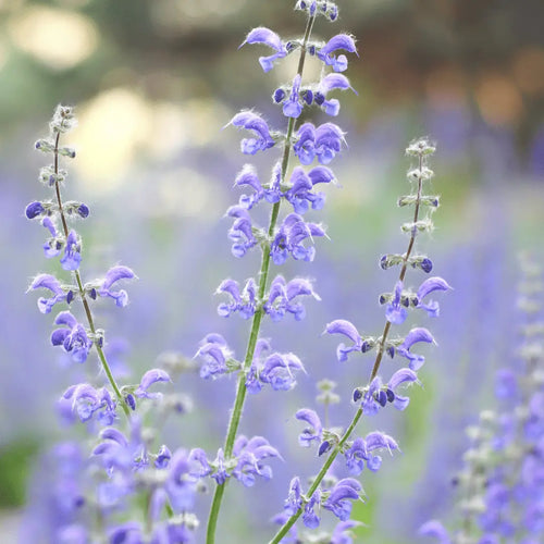 Red Root Sage - Traditional Chinese Herb - The Healing Herb Garden