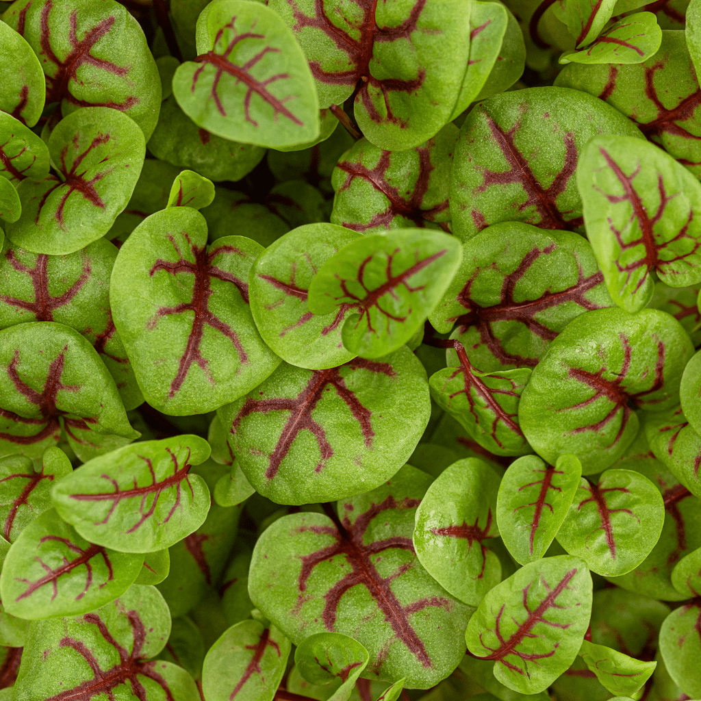 Red Vein Sorrel – For Vibrant Edible Colour - The Healing Herb Garden