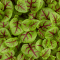 Red Vein Sorrel – For Vibrant Edible Colour - The Healing Herb Garden