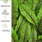 Red Vein Sorrel – For Vibrant Edible Colour - The Healing Herb Garden