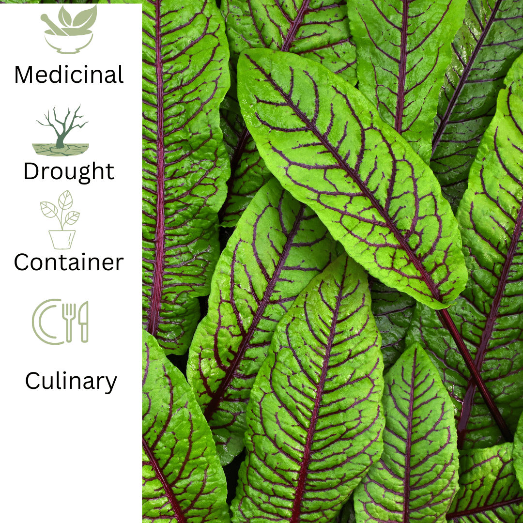 Red Vein Sorrel – For Vibrant Edible Colour - The Healing Herb Garden