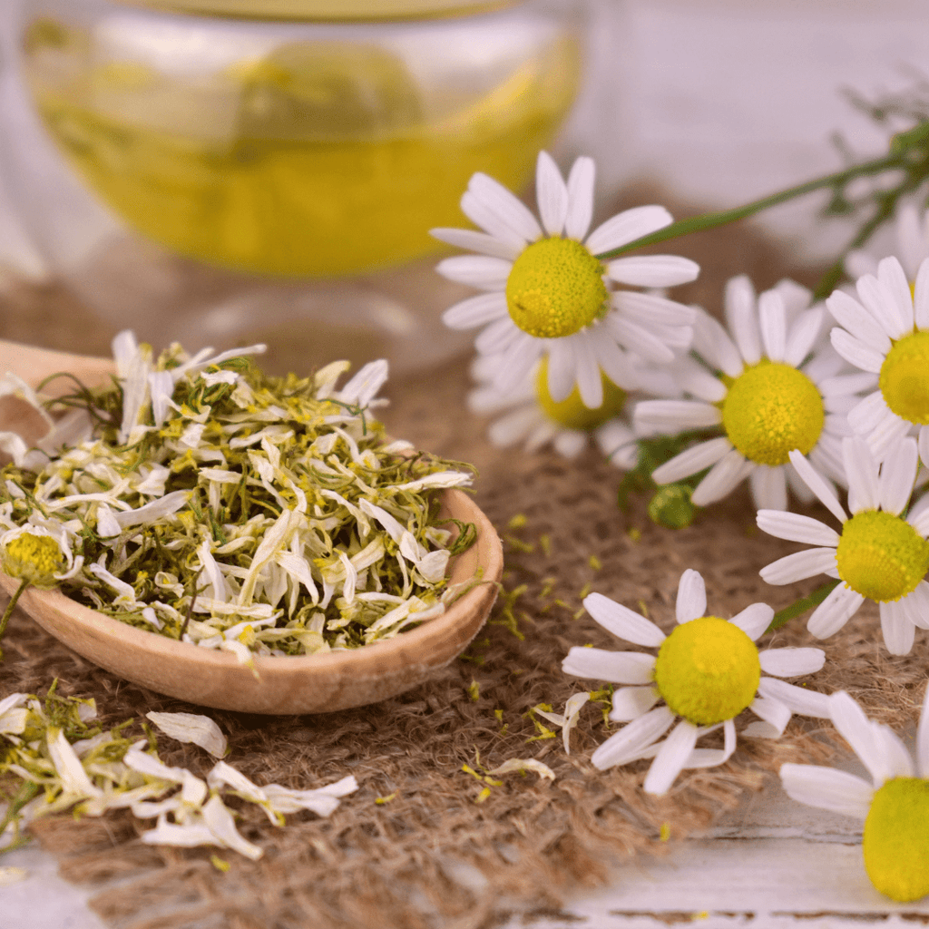 Roman Chamomile – Fragrant Pollinator - Friendly Groundcover - The Healing Herb Garden