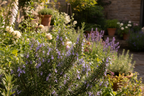 Rosemary 'Britania' - Hardy Aromatic Culinary Herb